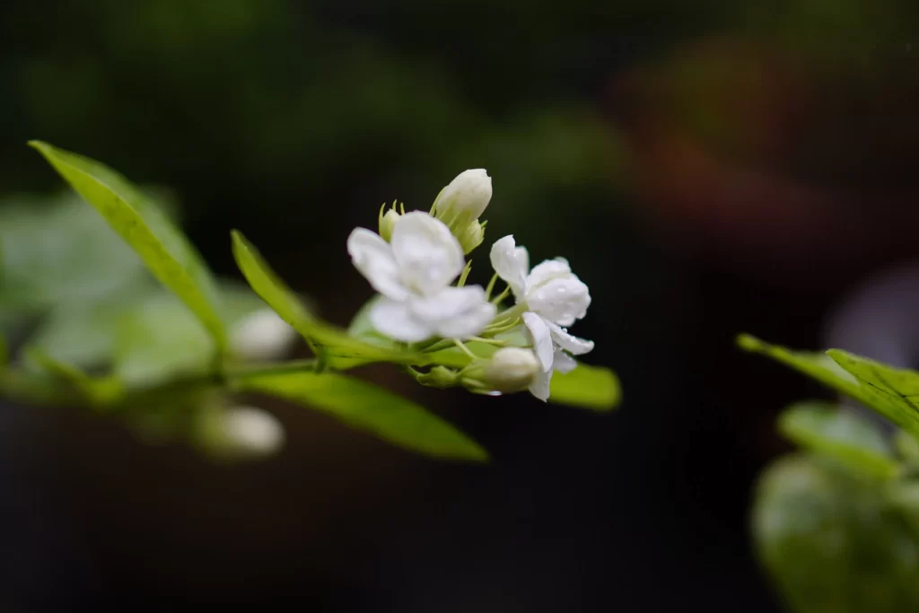 Jasmine White Petals Green Leaves Dark Background
