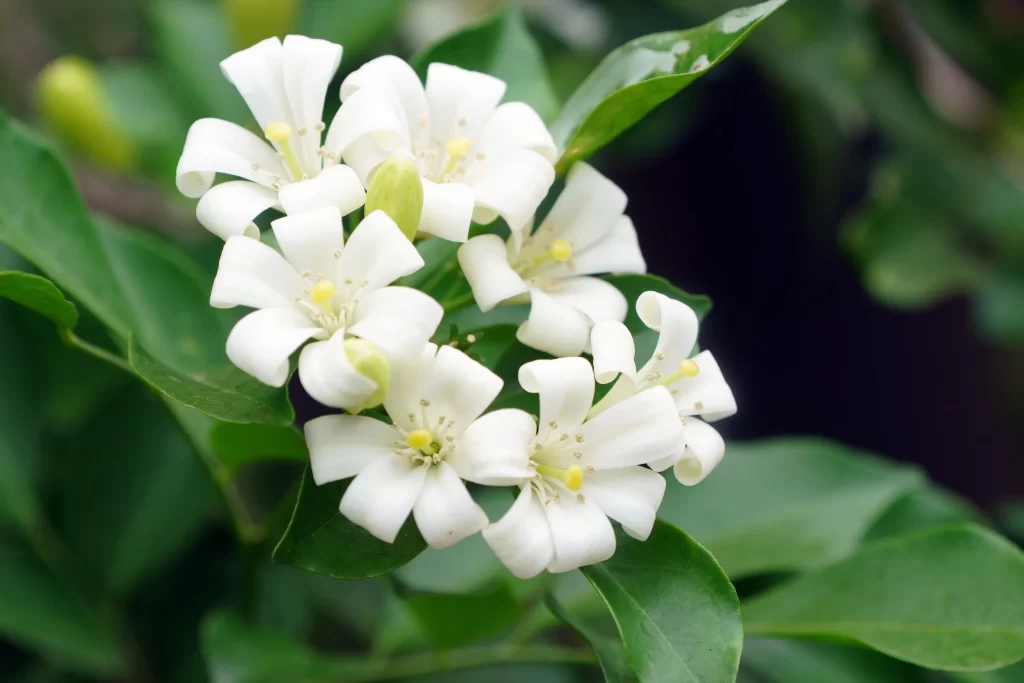 Jasmine White Petals Green gray Leaves