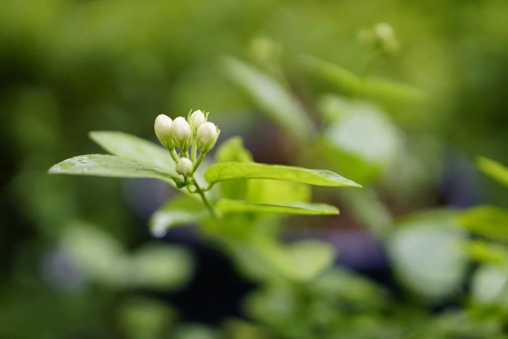 Jasmine White Petals Green Leaves warm Nature