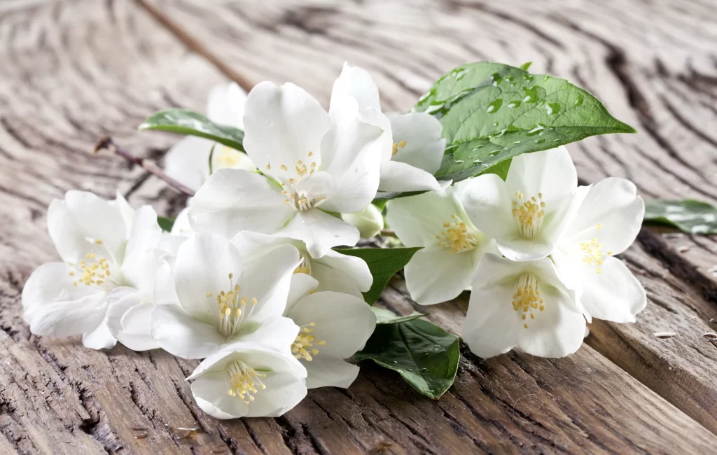 Jasmine White Petals Green Leaves Brown Wood