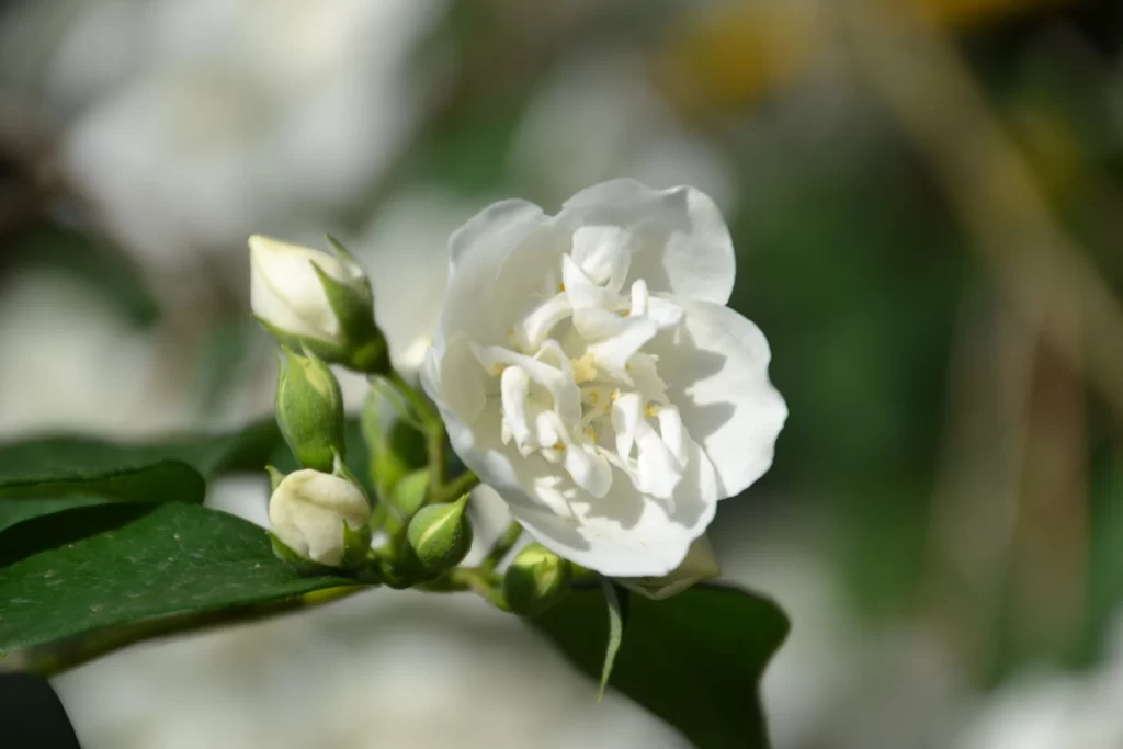 Jasmine White Petals Green Leaves gray Nature
