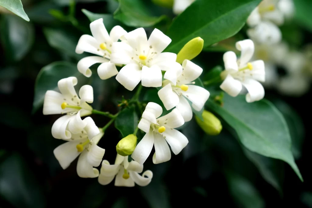Jasmine White Petals Green gray Leaves