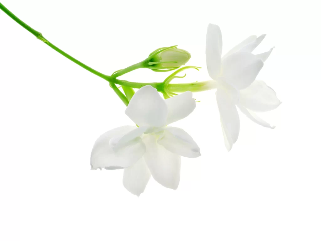 Jasmine White Petals Green Stem