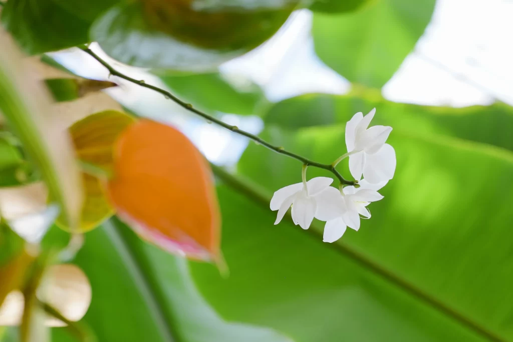 Jasmine White Petals Green Leaves Orange Fruit