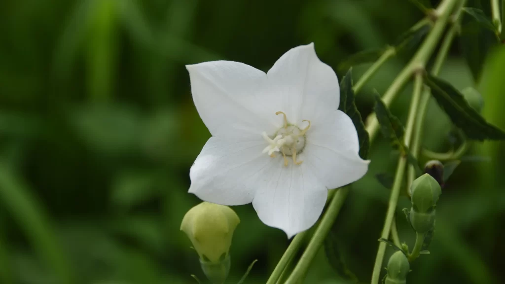 Jasmine White Petals Green Stem Leaf