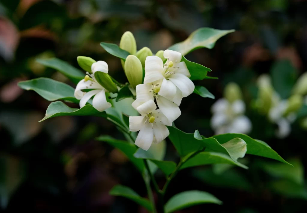 Jasmine White Petals Green Leaves dark Nature