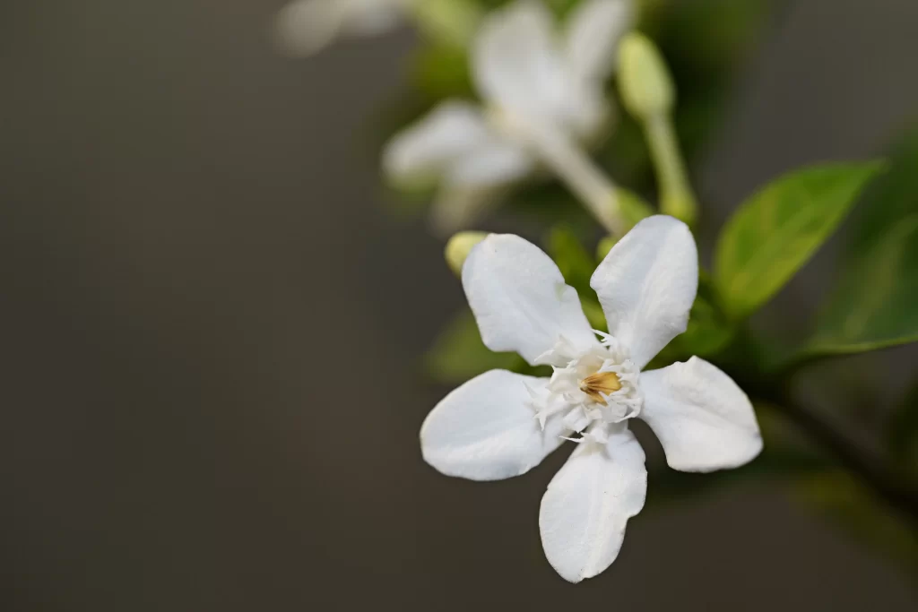 Jasmine White Petals Green Leaves Dark gray Background