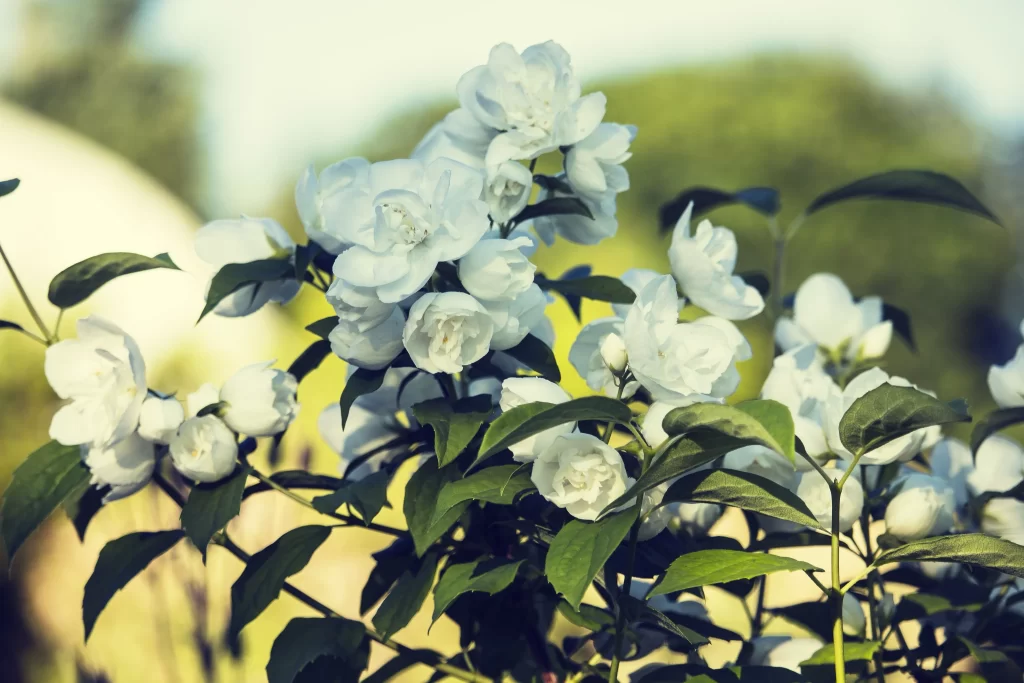 Jasmine White Petals Green Leaves warm Nature