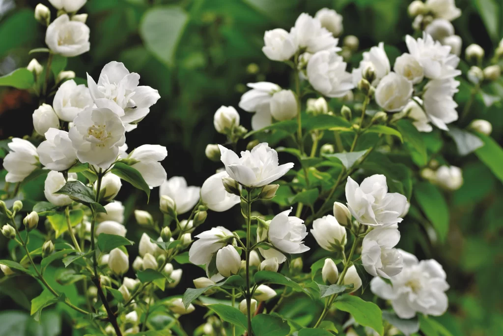 Jasmine White Petals Green warm Leaves