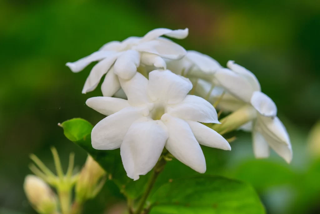 Jasmine White Petals Green warm Leaves