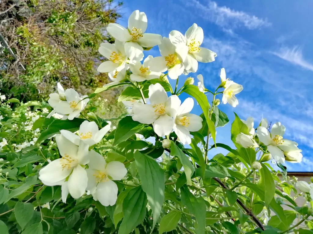 Jasmine White Petals Green Leaves Blue cool Sky