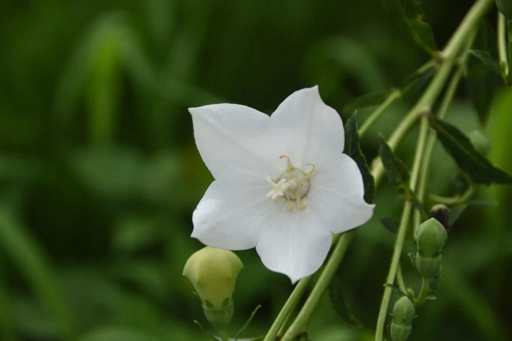 Jasmine White Petals Green warm Leaves