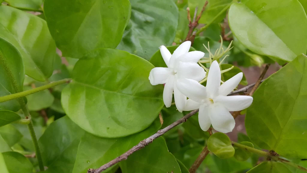 Jasmine White Petals Green warm Leaves