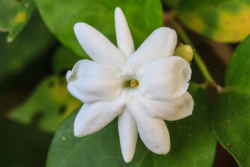 Jasmine White Petals Green warm Leaves