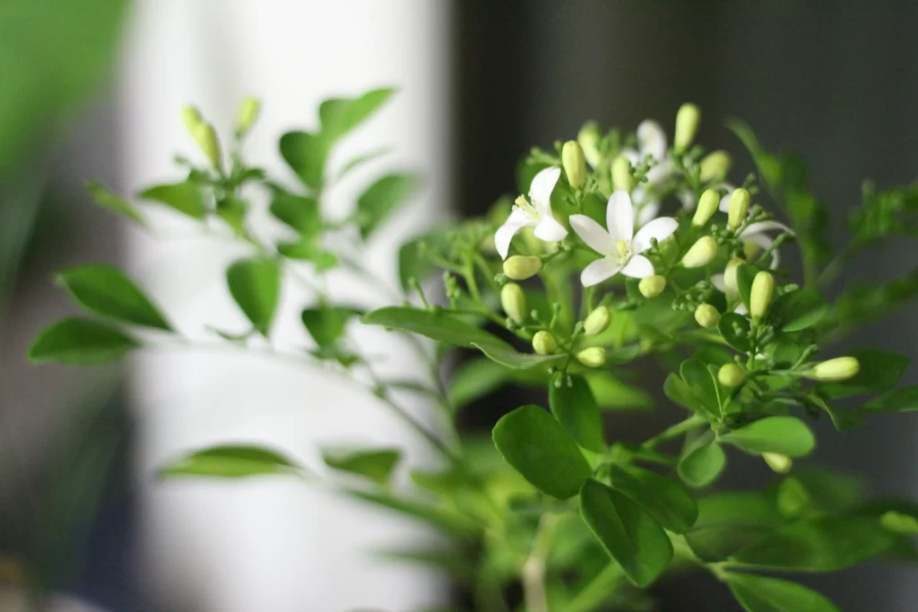 Jasmine White Petals Green Leaves Indoor Setting