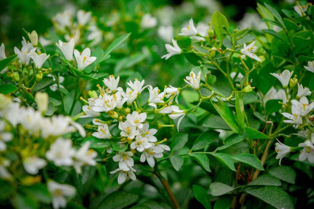 Jasmine White Petals Green warm Leaves