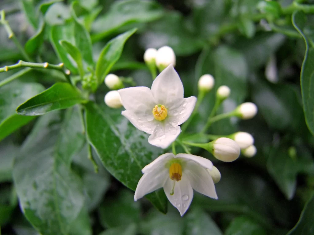 Jasmine White Petals Green Leaves warm Dewdrops