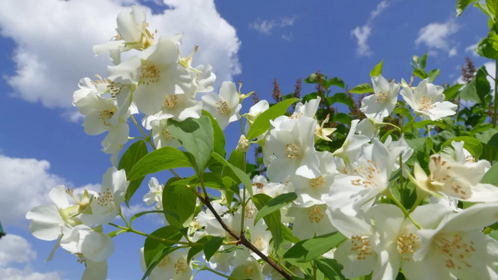 Jasmine White Petals Green Leaves Blue gray Sky