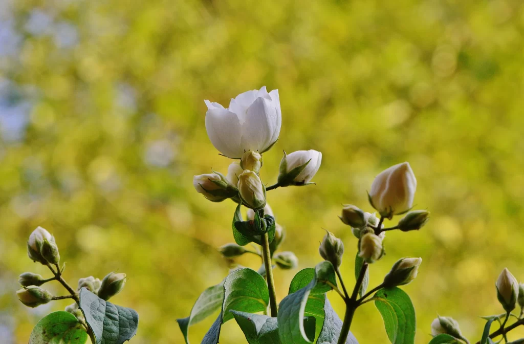 Jasmine White Petals Green Leaves Yellow Background