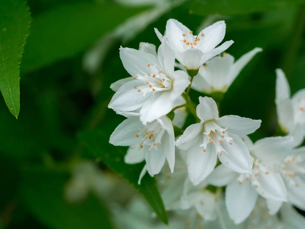 Jasmine White Petals Green warm Leaves
