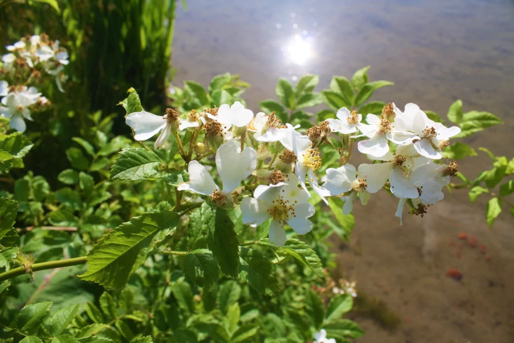 Jasmine White Petals Green Leaves Water