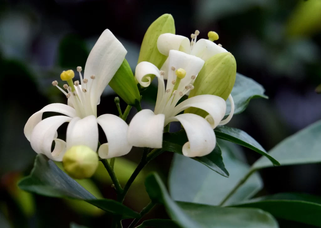 Jasmine White Petals Green Leaves Dark gray Background