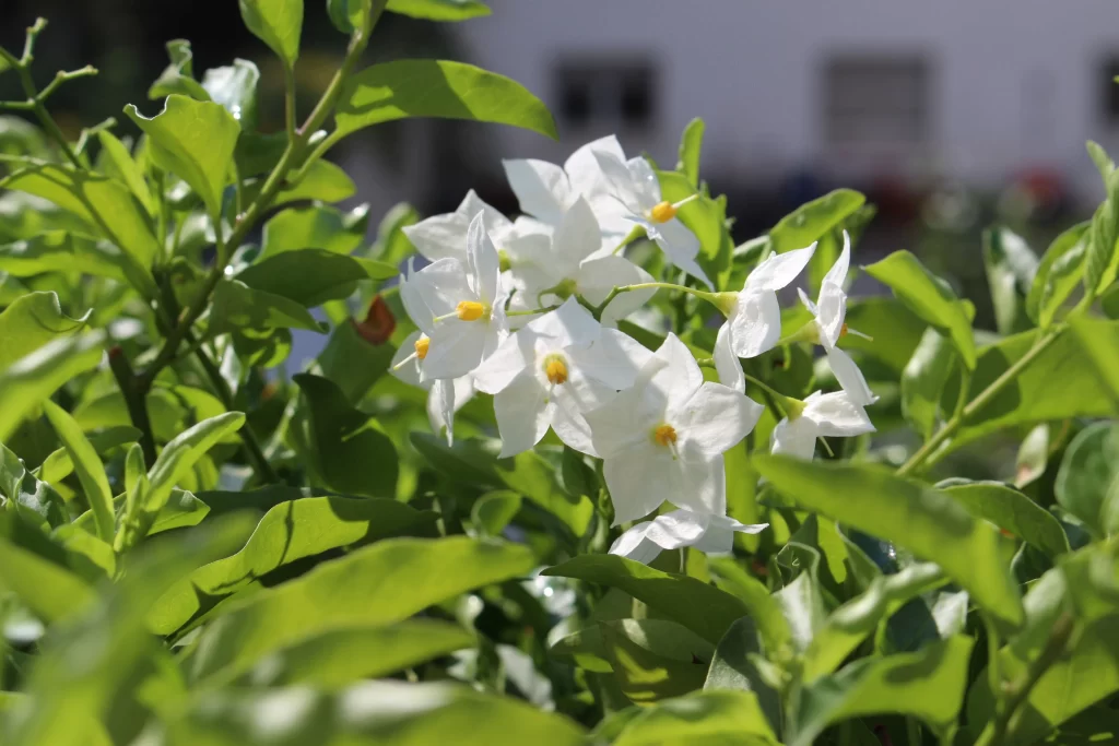 Jasmine White Petals Green Leaves Bright warm Sunlight