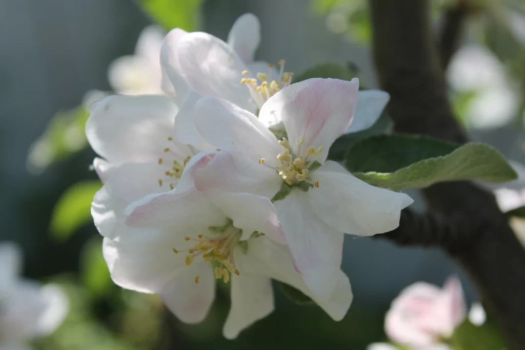 Jasmine White Petals Green gray Leaves