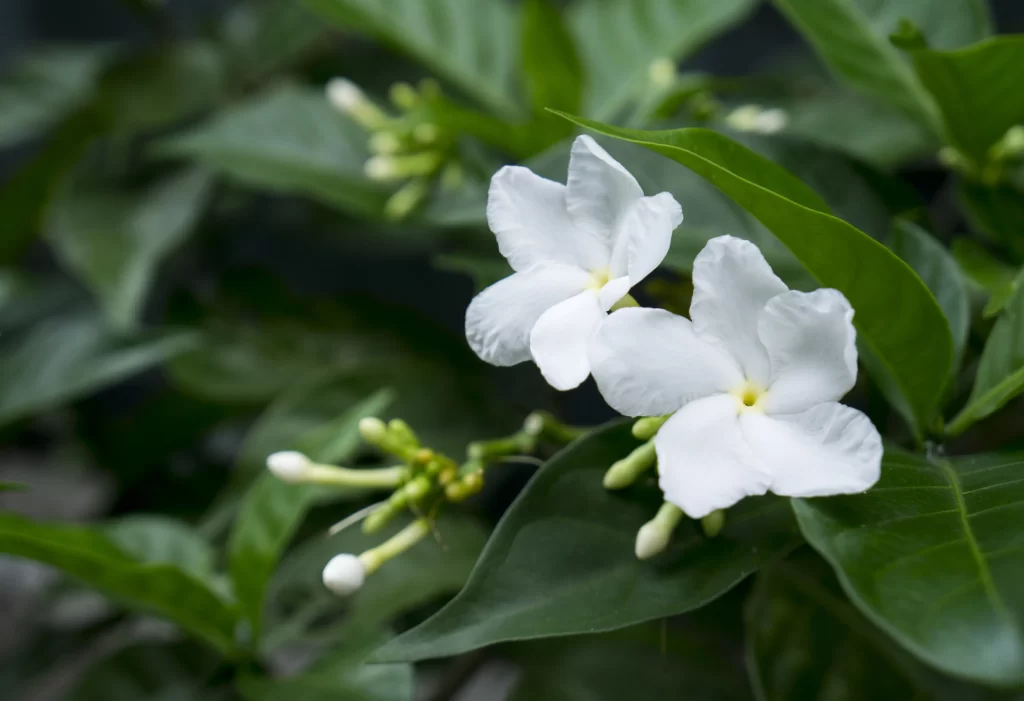Jasmine White Petals Green gray Leaves