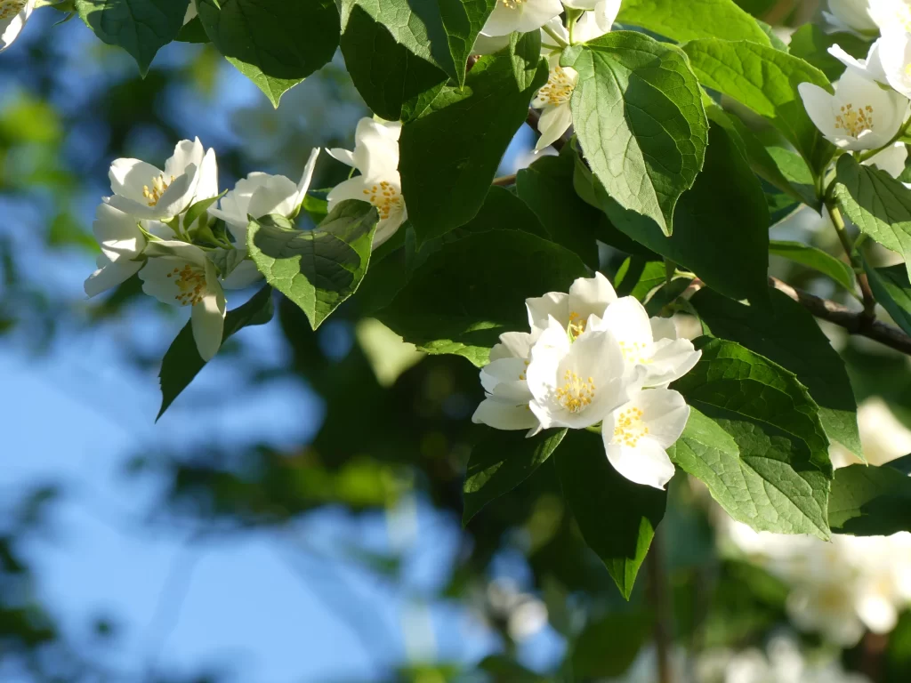 Jasmine White Petals Green Leaves Blue gray Sky