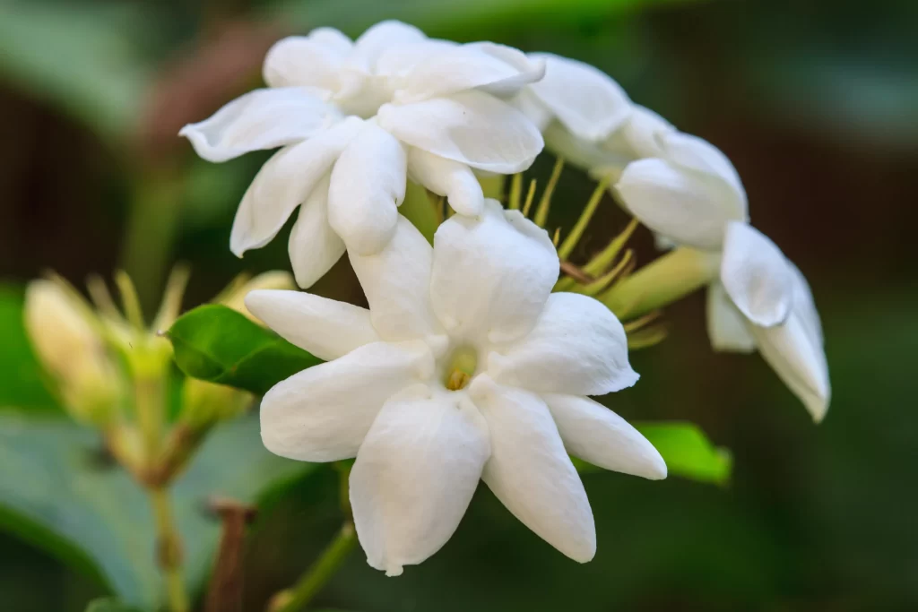 Jasmine White Petals Green gray Leaves