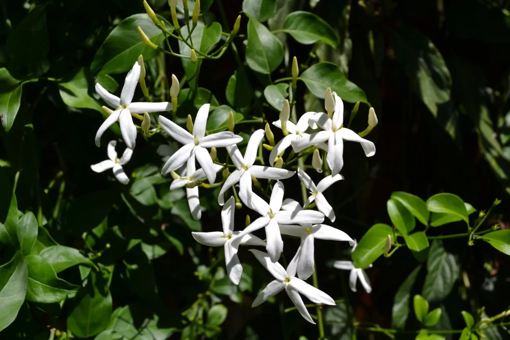 Jasmine White Petals Green Leaves gray Sunlight