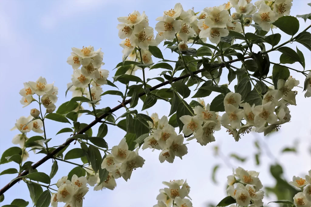 Jasmine White Petals Green Leaves Blue gray Sky