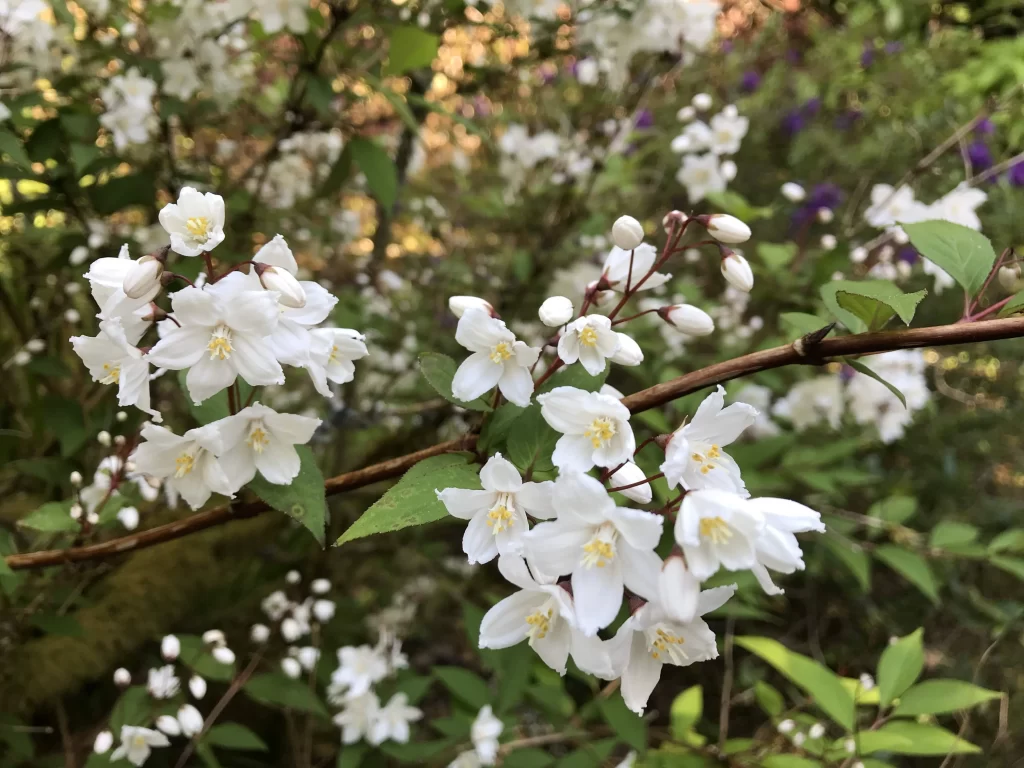 Jasmine White Petals Green Leaves gray Nature