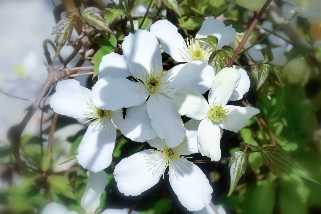 Jasmine White Petals Green Leaves gray Sunlight