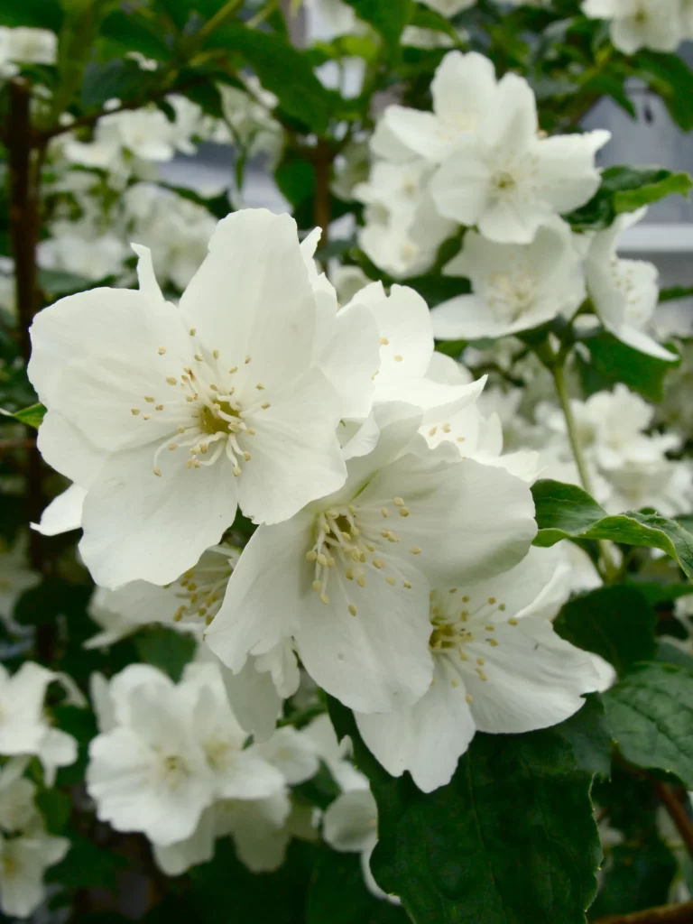 Jasmine White Petals Green gray Leaves
