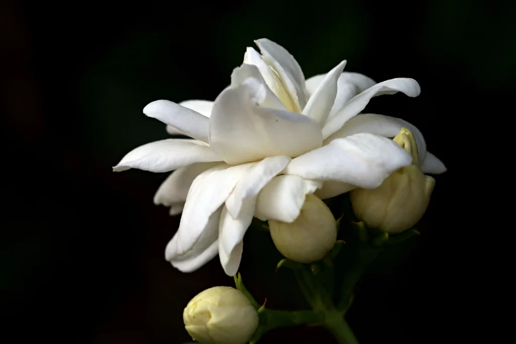 Jasmine White Petals Green Stem Dark Background