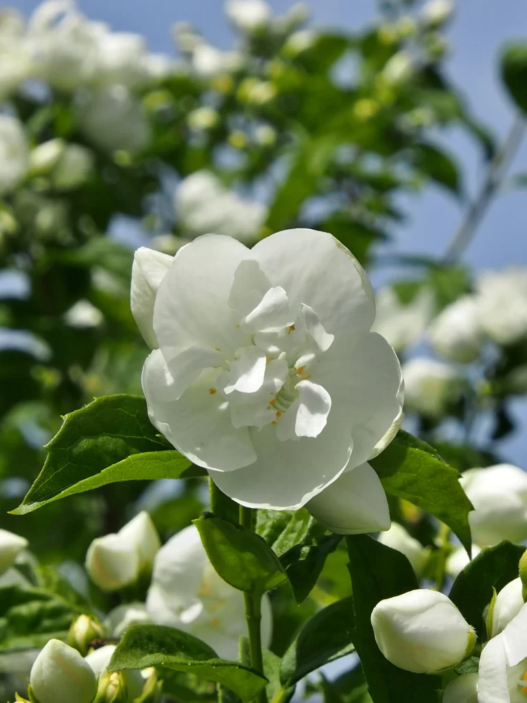 Jasmine White Petals Green Leaves Blue warm Sky