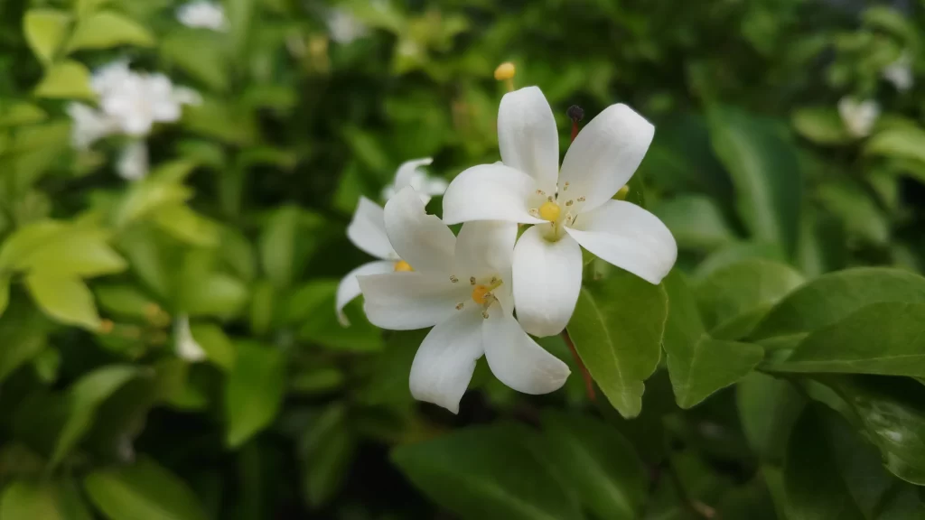 Jasmine White Petals Green warm Leaves