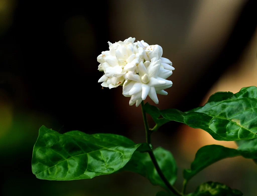 Jasmine White Petals Green Leaves Natural Scene