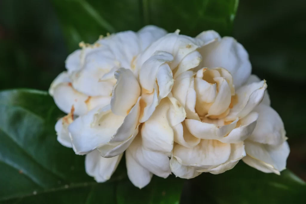 Jasmine White Petals Green gray Leaves