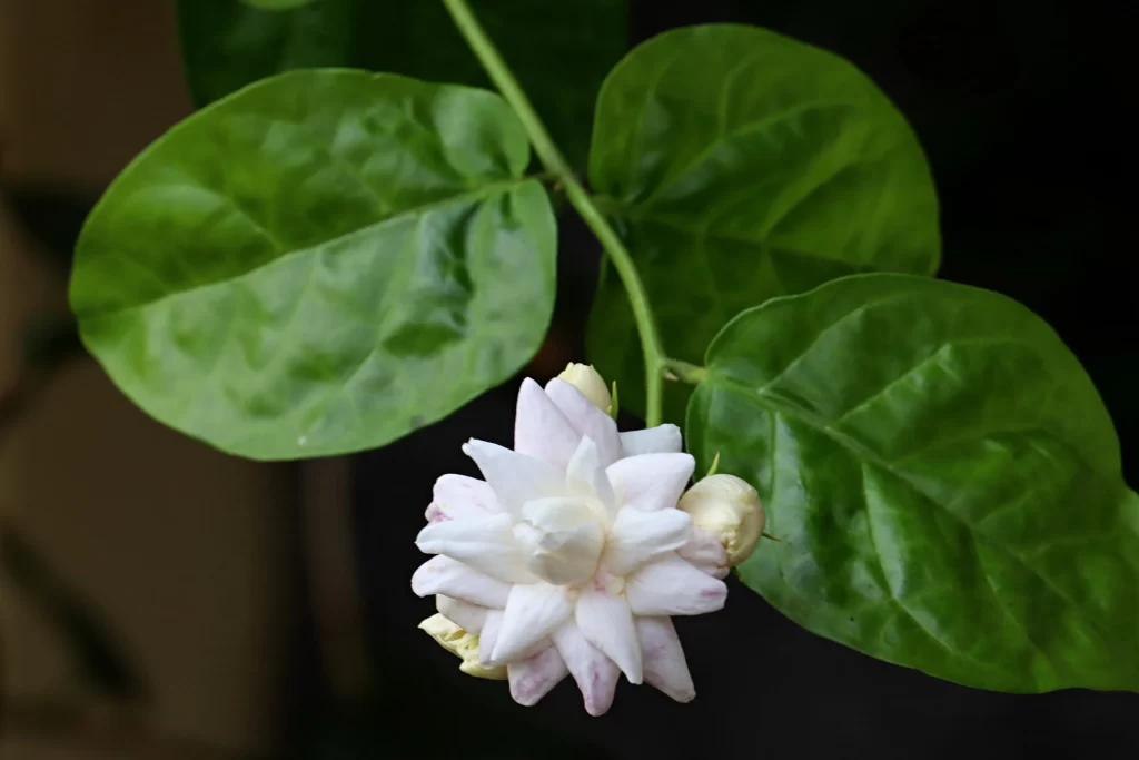Jasmine White Petals Green Leaves Dark warm Background