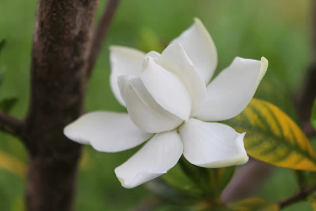 Jasmine White Petals Green Leaves Brown Stem