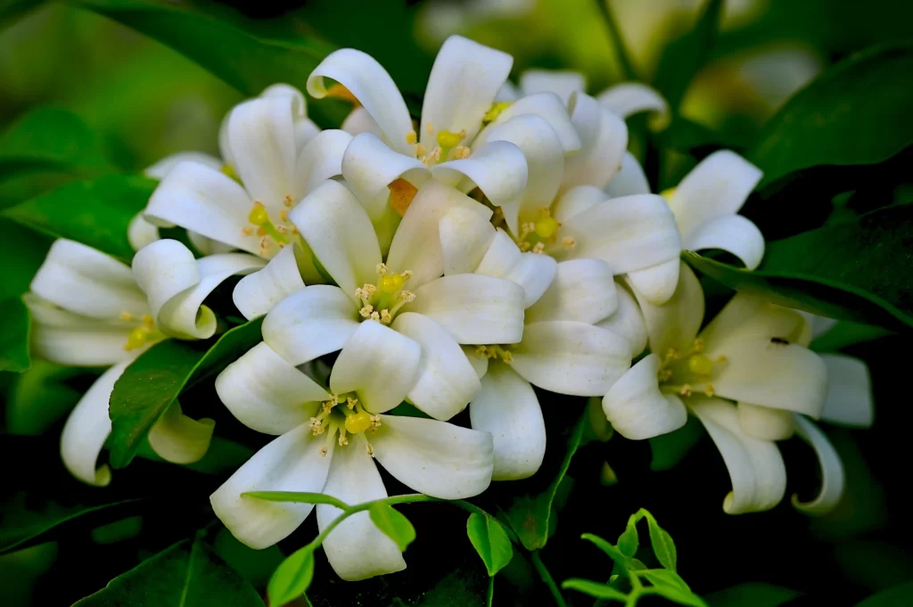 Jasmine White Petals Green warm Leaves