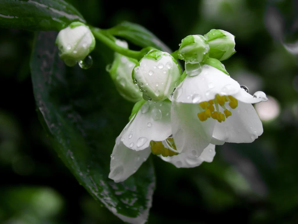 Jasmine White Petals Green Leaves gray Dewdrops