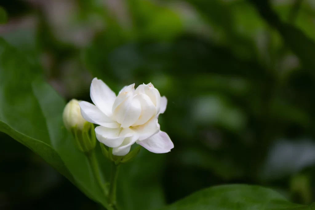 Jasmine White Petals Green Leaves Nature
