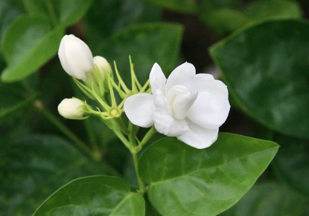 Jasmine White Petals Green Leaves