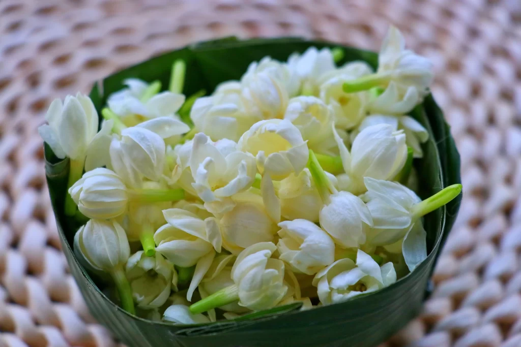 Jasmine White Petals Green Stem