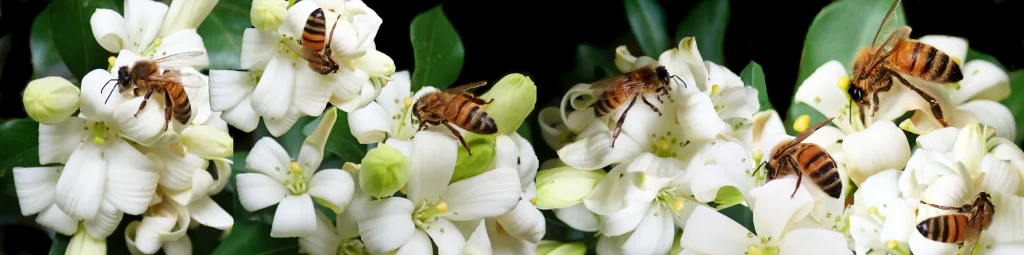 Jasmine White Petals Green Leaves Bees
