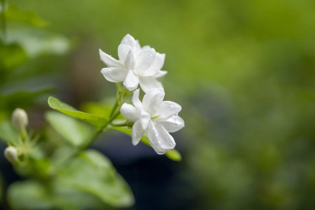 Jasmine White Petals Green Leaves Nature